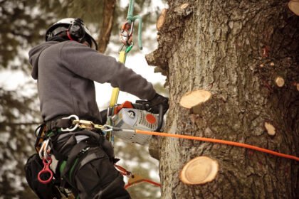 Arborist Near Me